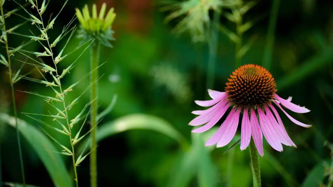 How Echinacea Is Good and Bad