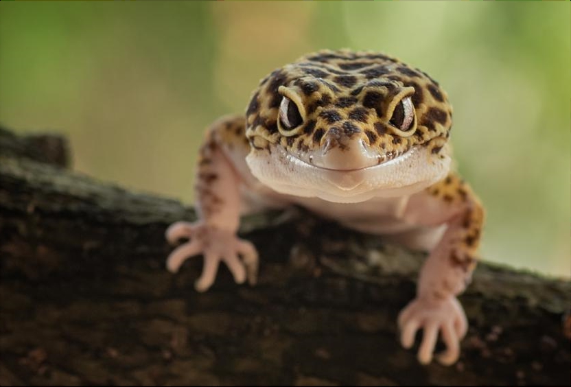 Life with a Leopard Gecko: A Journey of Discovery, Two Months In